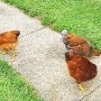 sidewalk chicken